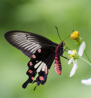  Watch butterflies in the lush garden