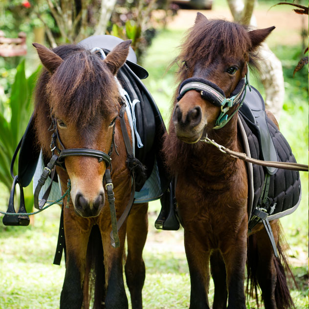 Jake And Elwood - Our 2 Horses at the Hillside Eco Friendly lodge- Luang Prabang - Laos