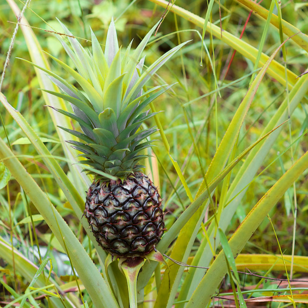 Permaculture in the Hillside Lodge garden - Luang Prabang - Laos